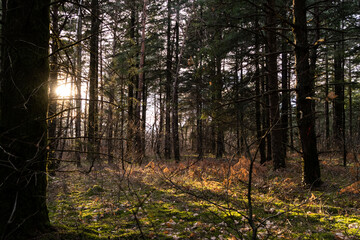 Ambiance de forêt sauvage au coucher de soleil.