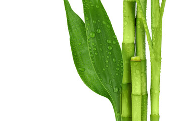 Branches of bamboo isolated on transparent background. Bamboo shoots and bamboo leaves with raindrops for design.