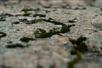 Surface d'un rocher vue en gros plan et parsemé de mousse. Texture d'un rocher avec de la mousse en surface.