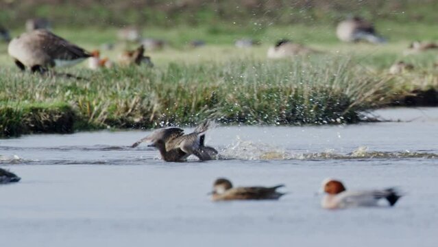 A tracking shot of two Eurasian wigeon birds splashing around the river while feeding. These birds live in open wetlands, such as wet grassland or marshes with some taller vegetation.