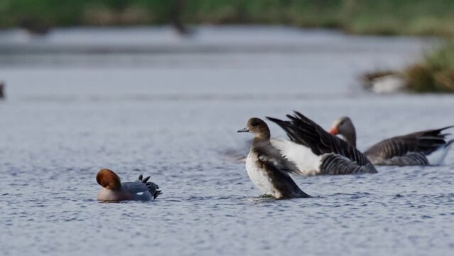 A tracking shot of Eurasian wigeon birds cruising on the river while feeding. One bird flaps its wings to shake off the water. These birds live in open wetlands such as marshes with tall vegetation.