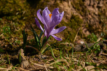 Krokus in der Morgensonne	