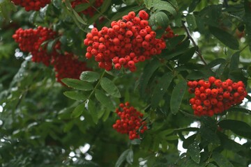 Close-up bright orange bunch of mountain ash on a branch among foliage