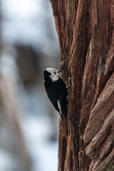 Close-up of a white-headed woodpecker sitting on a tree trunk in Yosemite valley. Yosemite national park, California.