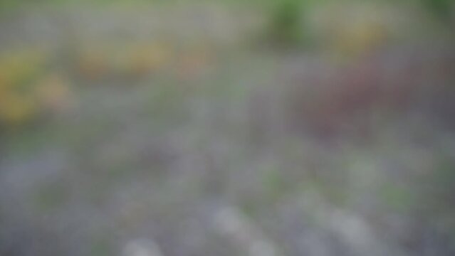 ladybug on a hand crawls and then flies off into nature through the air