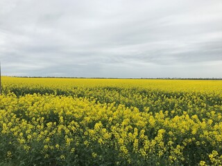 Obraz premium field of rapeseed