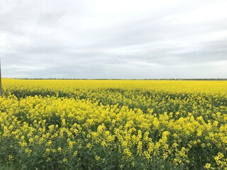 Fototapeta premium field of rapeseed