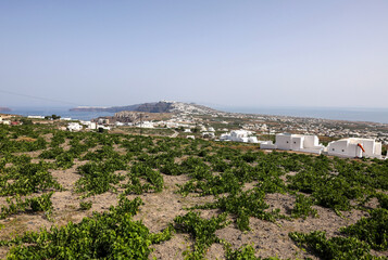 Assyrtiko - indigenous wine grape in wineyard on Santorini Island, Greece