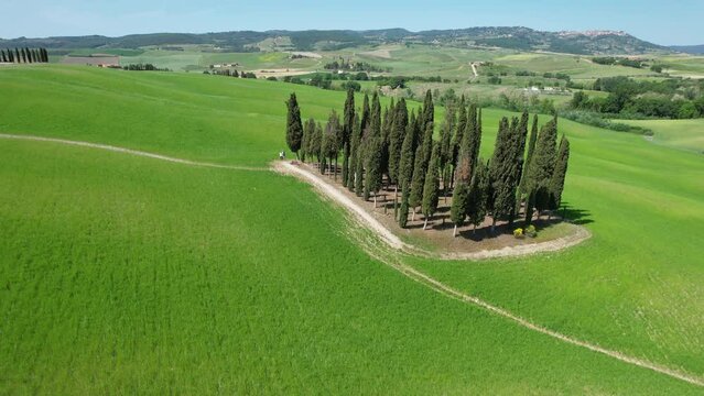 Group of cypresses in Tuscany. Aerial view of cypress trees among the rolling green hills in Val d'Orcia. Italy.