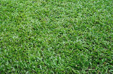 fresh lawn green grass in the tropics. Green turf grass texture and background with copy space for text .
