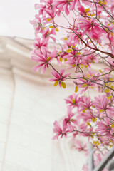 Pink magnolia tree blooming in spring, pink aesthetic, story background