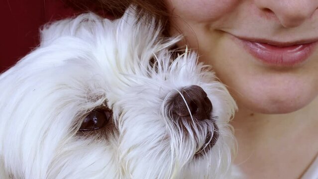 Smiling woman carrying, hugging and kissing a white Maltese dog close up