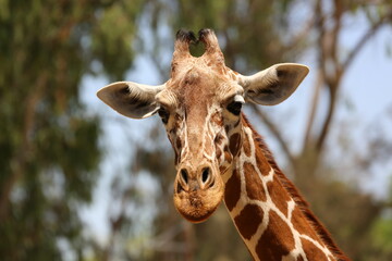 Giraffe at Safari Ramat Gan, Israel