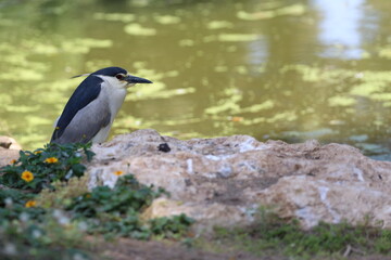 Black crowned night heron at Safari Ramat Gan, Israel