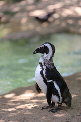 Obraz premium Small penguins at Safari Ramat Gan, Israel