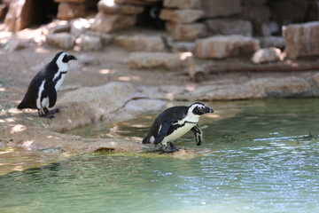 Small penguins at Safari Ramat Gan, Israel
