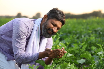 Happy Indian farmer admiring a flower of his field while bending towards the level of of the flower.
