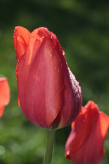 Fresh blooming tulips