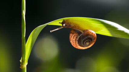 Snail climbs under grass blade