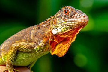 Super red Iguana is a type of lizard that lives in tropical areas of Central and South America and the Caribbean