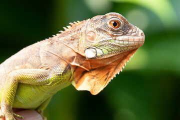 Super red Iguana is a type of lizard that lives in tropical areas of Central and South America and the Caribbean