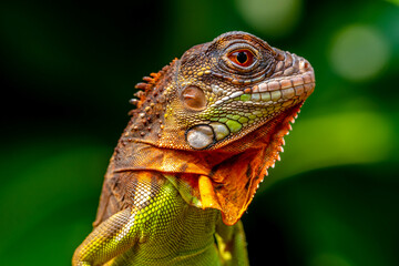Super red Iguana is a type of lizard that lives in tropical areas of Central and South America and the Caribbean