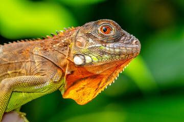 Super red Iguana is a type of lizard that lives in tropical areas of Central and South America and the Caribbean