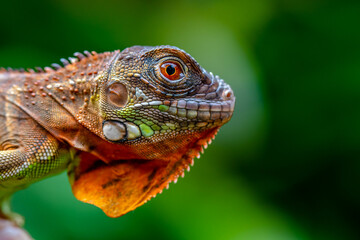 Fototapeta premium Super red Iguana is a type of lizard that lives in tropical areas of Central and South America and the Caribbean