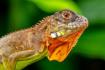 Super red Iguana is a type of lizard that lives in tropical areas of Central and South America and the Caribbean