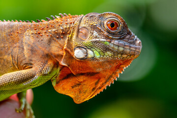 Super red Iguana is a type of lizard that lives in tropical areas of Central and South America and the Caribbean