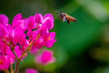 A honey bee (also spelled honeybee) is a eusocial flying insect within the genus Apis of the bee clade, all native to mainland Afro-Eurasia
