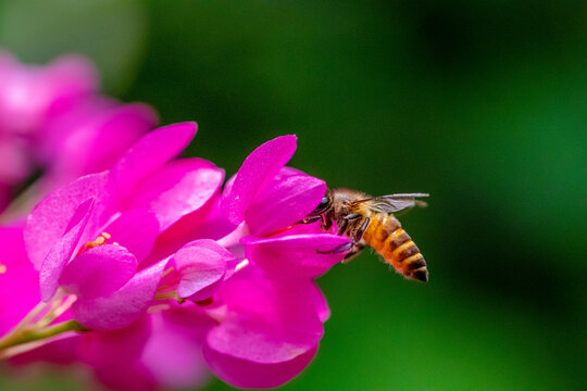 A honey bee (also spelled honeybee) is a eusocial flying insect within the genus Apis of the bee clade, all native to mainland Afro-Eurasia