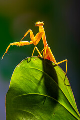 Hierodula membranacea is a large praying mantis, sharing its common name giant Asian mantis with other large members of genus Hierodula