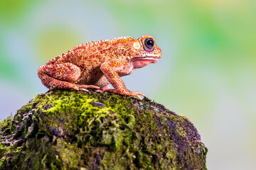 Duttaphrynus melanostictus is commonly called Asian common toad, Asian black-spined toad, Asian toad, black-spectacled toad, common Sunda toad, and Javanese toad.