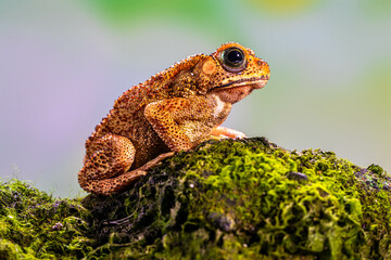 Duttaphrynus melanostictus is commonly called Asian common toad, Asian black-spined toad, Asian toad, black-spectacled toad, common Sunda toad, and Javanese toad.