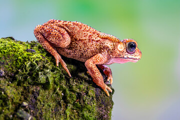 Duttaphrynus melanostictus is commonly called Asian common toad, Asian black-spined toad, Asian toad, black-spectacled toad, common Sunda toad, and Javanese toad.