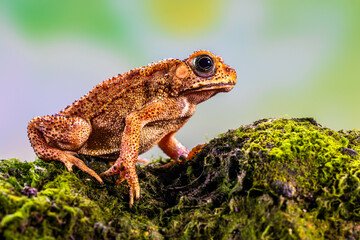Duttaphrynus melanostictus is commonly called Asian common toad, Asian black-spined toad, Asian toad, black-spectacled toad, common Sunda toad, and Javanese toad.