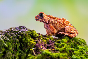Duttaphrynus melanostictus is commonly called Asian common toad, Asian black-spined toad, Asian toad, black-spectacled toad, common Sunda toad, and Javanese toad.