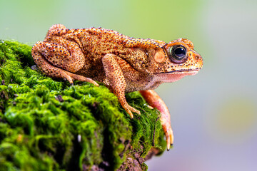 Duttaphrynus melanostictus is commonly called Asian common toad, Asian black-spined toad, Asian toad, black-spectacled toad, common Sunda toad, and Javanese toad.