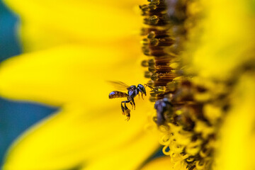 Trigona is one of the largest genera of stingless bees