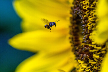 Trigona is one of the largest genera of stingless bees