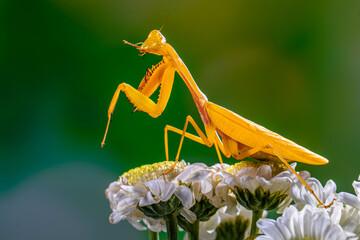 Hierodula membranacea is a large praying mantis, sharing its common name giant Asian mantis with...