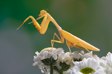 Hierodula membranacea is a large praying mantis, sharing its common name giant Asian mantis with other large members of genus Hierodula