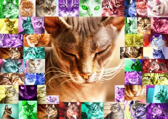 Naklejka premium A frame of many photos of cats toned in different colors, in the center is a portrait of a Sphynx cat with closed eyes. Collage of photos of cat portraits.