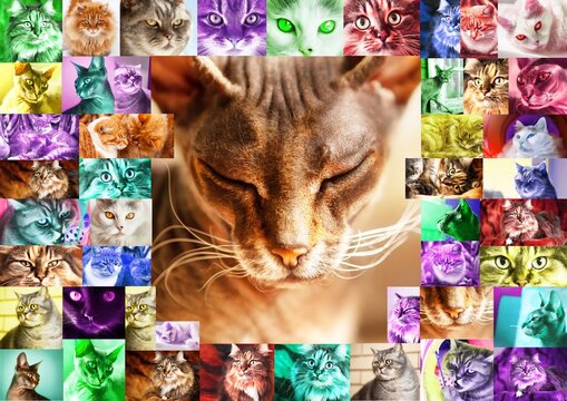 A frame of many photos of cats toned in different colors, in the center is a portrait of a Sphynx cat with closed eyes. Collage of photos of cat portraits.