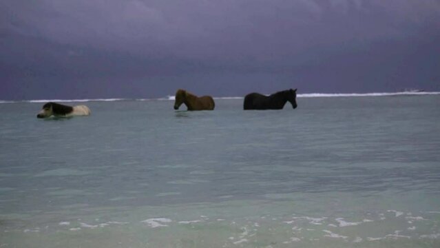 Tilt up from sandy beach reveals herd of horses bathing in beautiful blue water