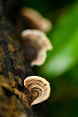 Ganoderma lucidum fungus in tropical rainforest