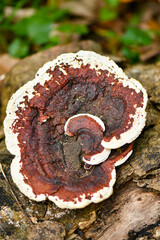Ganoderma lucidum fungus in tropical rainforest