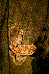Ganoderma lucidum fungus in tropical rainforest