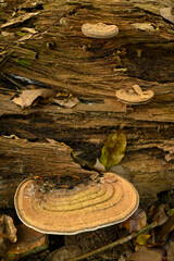 Ganoderma lucidum fungus in tropical rainforest